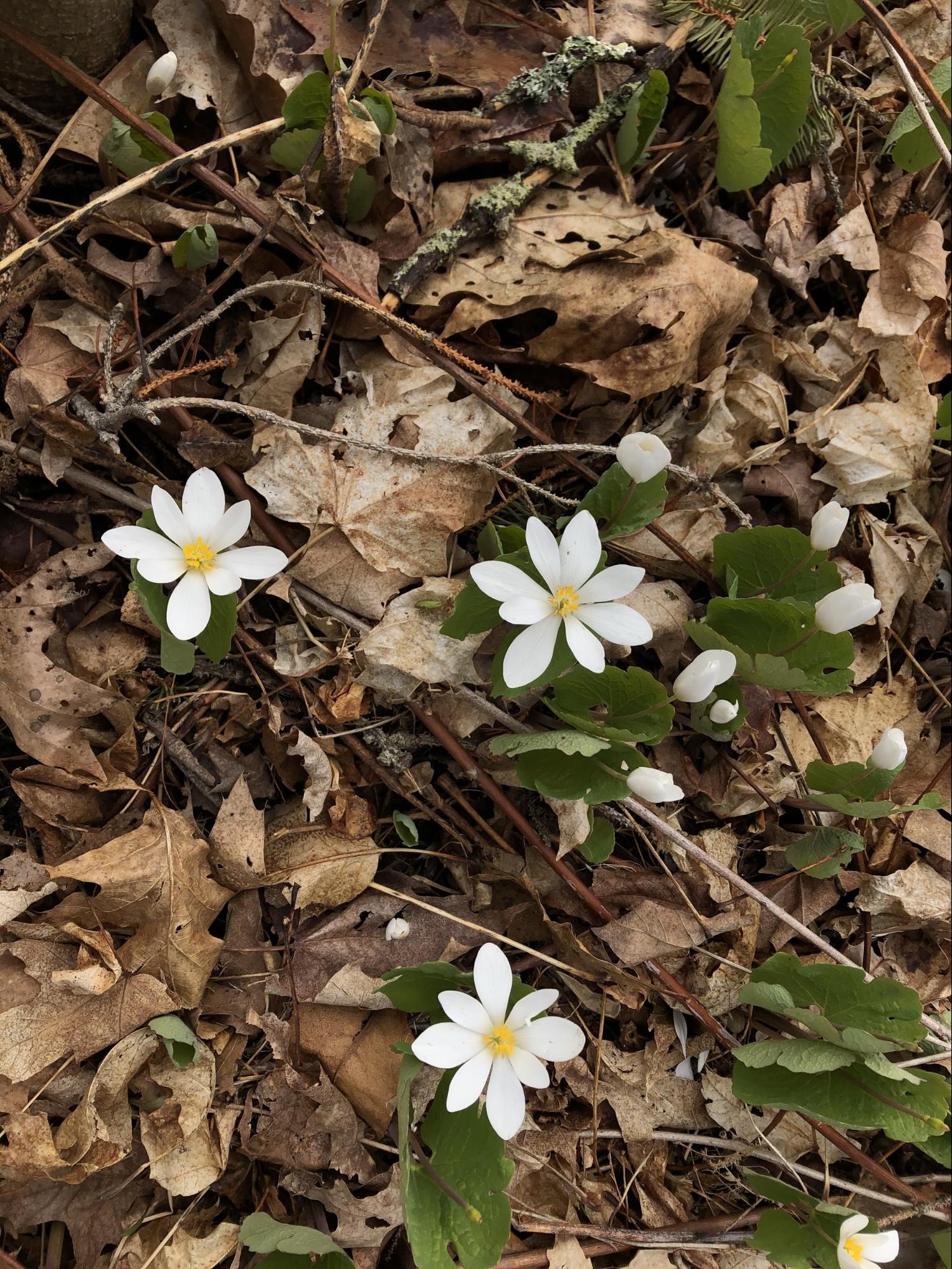 Elementary Connections: Spring Wildflowers | Maine Audubon